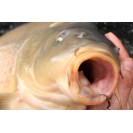 Size 6 - Mixa Hook [KMH6] 